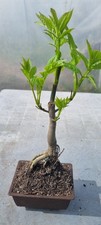 Prebonsai, Esche   , Fraxinus