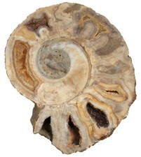 Lias  Lytoceras fimbriatum  Großer geschliffener Ammonit  Ehenfeld  KE21-6