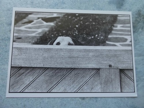 Antike hunde kunst postkarten - hunde, kunst-postkarten
