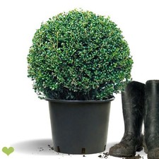 2 Stück Ilex crenata