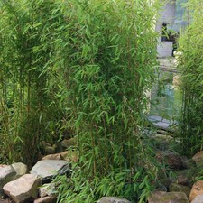 Aufrechter Gartenbambus 'Obelisk'Ⓢ Höhe 80-100 cm Topf 10 Liter