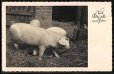 Ansichtskarte Schweine im