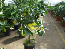 Zitronenbaum Zitrone stark duftend Pflanze ca. 70 - 90 cm Citrus Limone