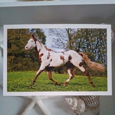 Pferdepostkarte AK Pferd Korsch Paint Horse 10/2014