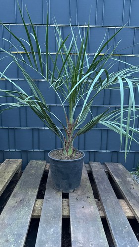 Butia capitata geleepalme - butia,