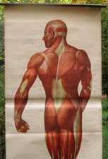 Alte Schulkarte DDR  Mensch Rollkarte Wandkarte Lebensgröße  Muskeln Rückseite