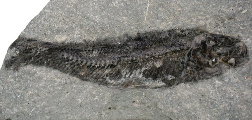 Lias leptolepis - lias,
