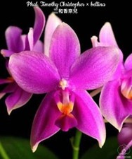 Phalaenopsis timothy - phalaenopsis,