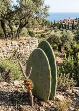 Opuntia ficus indica -