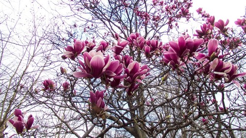 Magnolie stecklinge rot - stecklinge, /