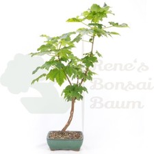 BONSAI Dreispitzahorn 'Acer