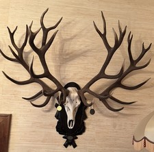 Hirschgeweih Geweih Incl