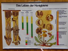 Lehrtafel -Leben der Honigbiene-85x60cm,Imkerei,Imker,bee,beekeeping