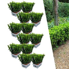 Euonymus Green Spire 72er Set