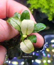  Aquariumpflanze / Anubias Pinto / Ableger 🪷🌻🌷🌼🌻🪻