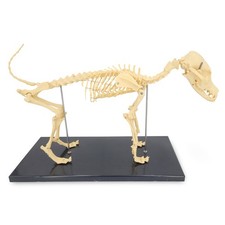 Kleines Hundeskelett Anatomie