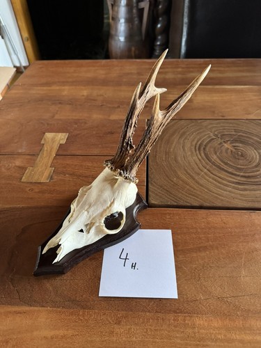 Reh bock rehbock gehörn - reh,