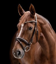 Waldhausen Trense X-Line