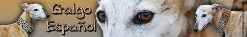 Galgo espanol spanischer - espanol,