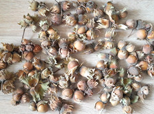 Natur material haselnüsse - natur,