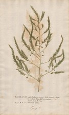 asparagus Spargel botany