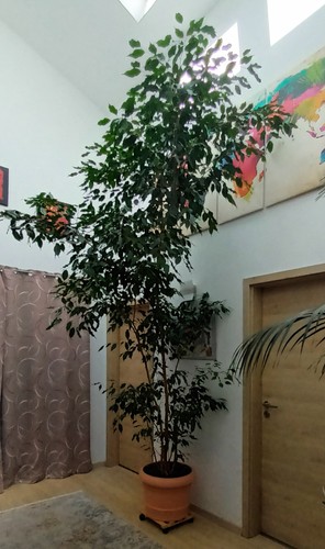Xxl birkenfeige ficus - xxl,