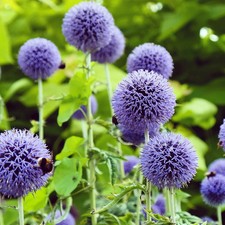Kugeldistel 'Taplow Blue' blau