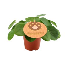 Pilea peperomioides –