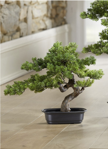 Neu bonsai myrte schale - neu, in