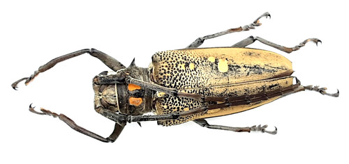 Cerambycidae batocera - cerambycidae,,