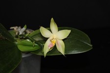 Phalaenopsis bellina 'Pink' Fire blühend/flowering