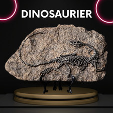 Deko Dinosaurier Fossilien