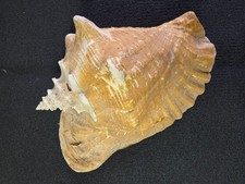 Riesen Muschel XXL,  Strombus