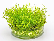 Javamoos - Taxiphyllum barbieri in vitro Aquarien Aquarium Pflanze