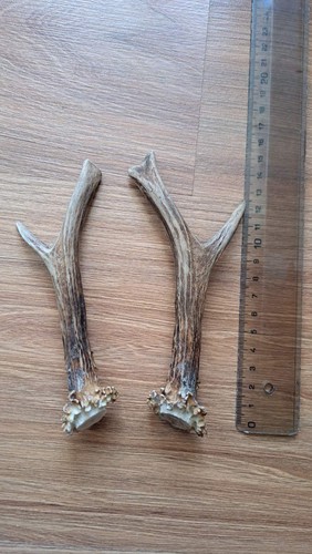 Rehgeweih naturgehörner zum - rehgeweih,