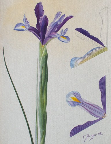 Fritz berger blumenstudie - fritz,