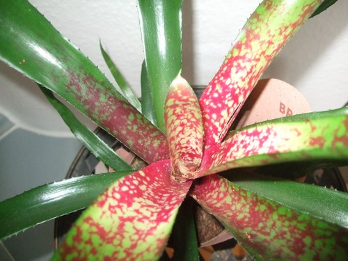 Neoregelia marmorata bromelia - neoregelia,