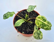 Philodendron Gloriosum Snow