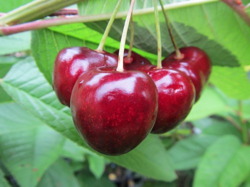 Kirschbaum burlat - kirschbaum,
