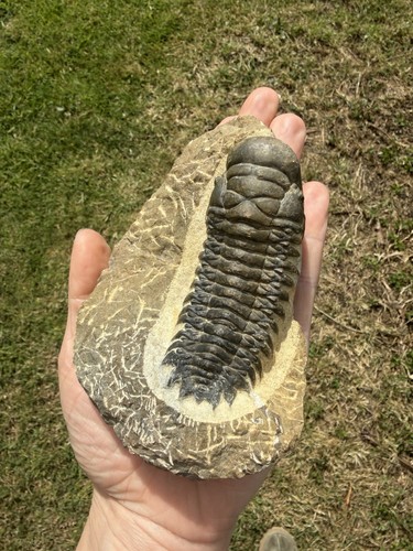 Trilobit fossil - trilobit,