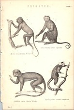 Antiker Druck Primaten roter Brüller Kapuziner Eichhörnchen Affe Marmoset Teller