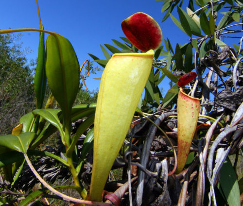 Samen zimmerpflanzen exotische - zimmerpflanzen,