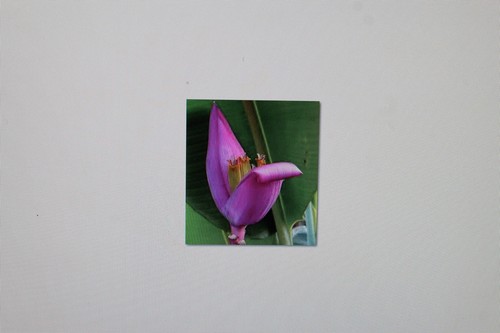 Samen musa ornata purple - musa,