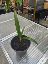 5x Trachycarpus Fortunei