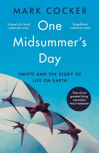 One midsummer day - one, swifts