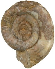 Devon  Clymenia laevigata  Große Clymenia  Goniatit  Balve Sauerland   W87-5