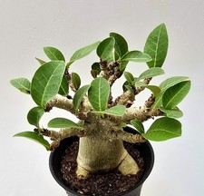 Sehr schöne Kleine Adenium Baobab Wüstenrose 