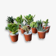 10er Set Sukkulenten Echte