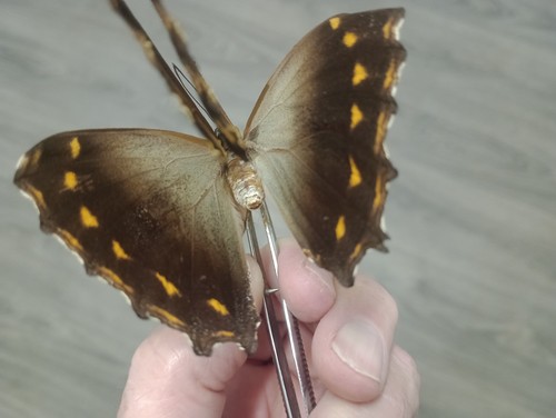 Morpho telemachus a1 - morpho, s.sp