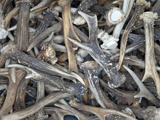 1 kg Rehgeweihe Gehörn Rehbockstangen | Deko & Basteln | Naturmaterial | Rehhorn